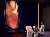 See your heart-beat via a huge virtual 3D model
