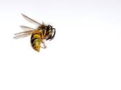 Plane engineers take inspiration from bees