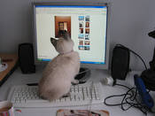 IBM creates computer that thinks like a cat