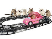 10 crazy gadgets to buy your pampered pets