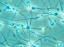 'Stelios' of internet sperm donation jailed